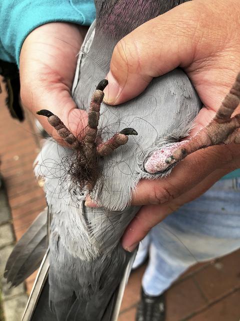 Auf der Suche nach Futter verfangen sich Haare und Fäden zwischen den Füßen der Tauben