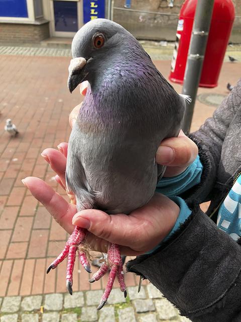 Stadttauben sind Nachkommen entflogener Haustauben