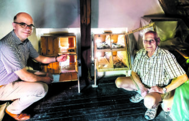 Johannes Heinßen (li.) und sein Vater Johannes schauen nach, welche
Mauersegler-Quartiere auf ihrem Dachboden bewohnt sind Foto: Chr. Schmidt/LK Stade