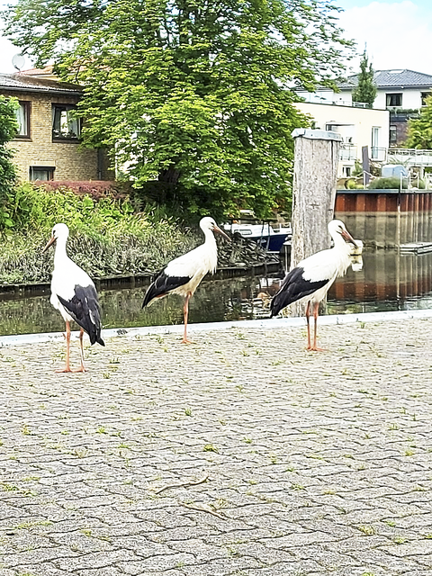 Die drei Störche genießen den Ausblick am Buxtehuder Hafen