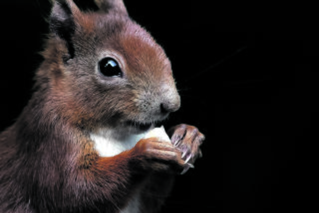 Beeindruckend präzise zeigt diese Aufnahme ein 
Eichhörnchen, das sich unbeobachtet wähnt | Foto: Stephan Hellebrand
