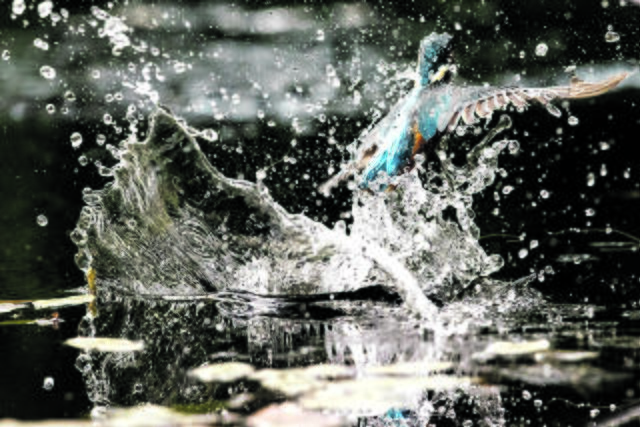 Ein faszinierender Moment im Bild eingefangen: Ein bunt schillernder Eisvogel taucht bei der Fischjagd in der Seeveniederung aus dem Wasser auf