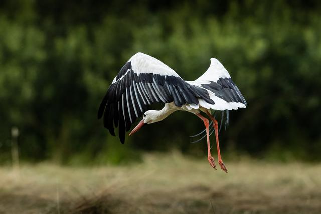 Faszinierendes Bild, das die Natur bietet: Der Storch beeindruckt mit seinen synchronen Flugbewegungen | Foto: Stephan Hellebrand