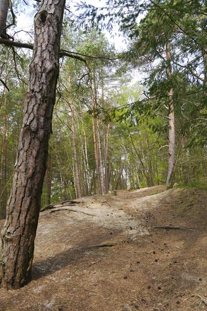 Die Binnendüne Bendestorf entstand durch Sandablagerungen der Eiszeit, aber auch die Übernutzung der Wälder durch die alten Heidebauern trug zur Dünenbildung in der Lüneburger Heide bei | Foto:  Naturpark Lüneburger Heide