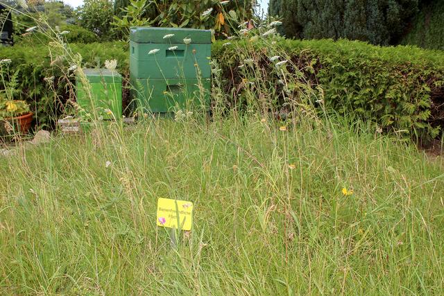 Alte Grabflächen werden zu bienenfreundlichen Wiesen
umgestaltet   Foto: thl