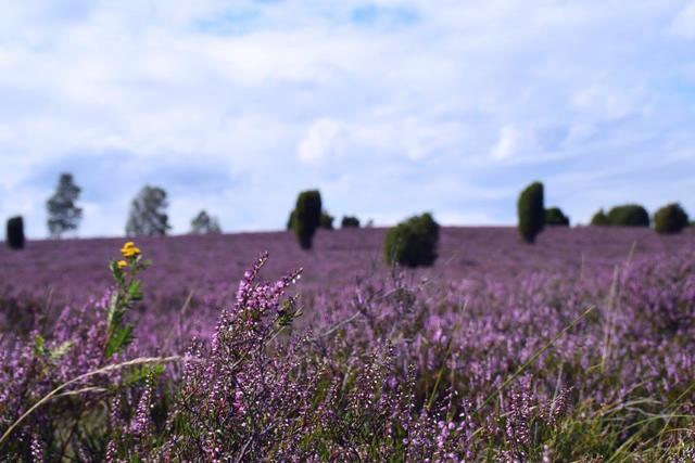 Michael Karpyn aus Buchholz | Foto: Karpyn