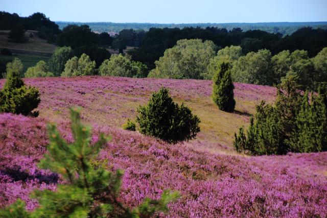 Günther Homann aus Winsen | Foto: Homann