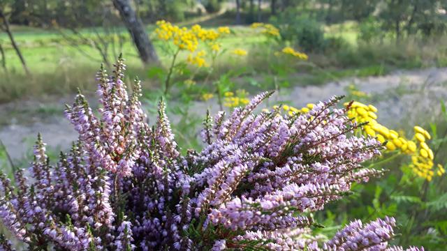 Constanze Perl aus Undeloh | Foto: Perl