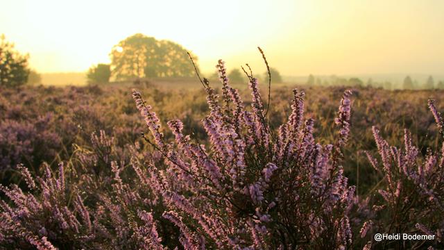 Heidi Bodemer aus Buchholz | Foto: Bodemer
