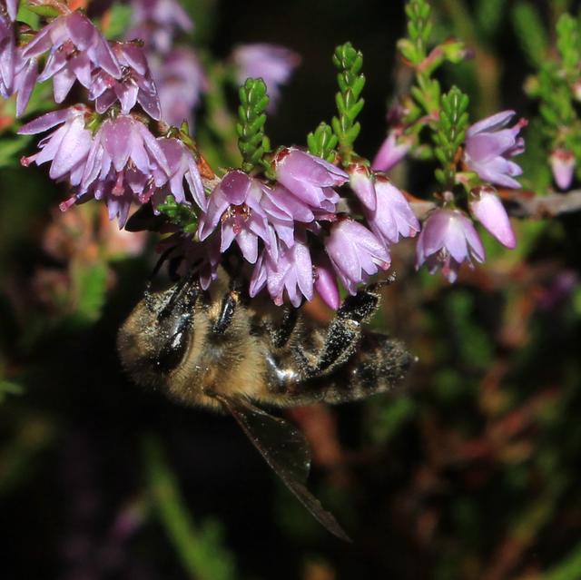 Michaela Tiemann aus Stade | Foto: Tiemann