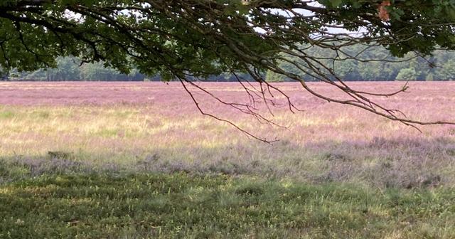 Sabine Thimm aus Buxtehude | Foto: Thimm