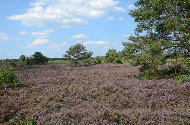 Wolfgang Boge aus Buchholz | Foto: Boge