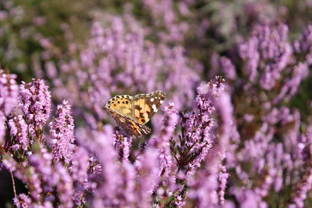 Valeska Faust aus Asendorf | Foto: Faust