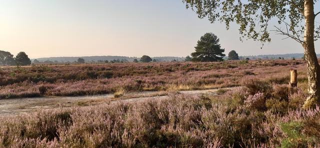 Helene Bellmann aus Jesteburg  | Foto: Bellmann