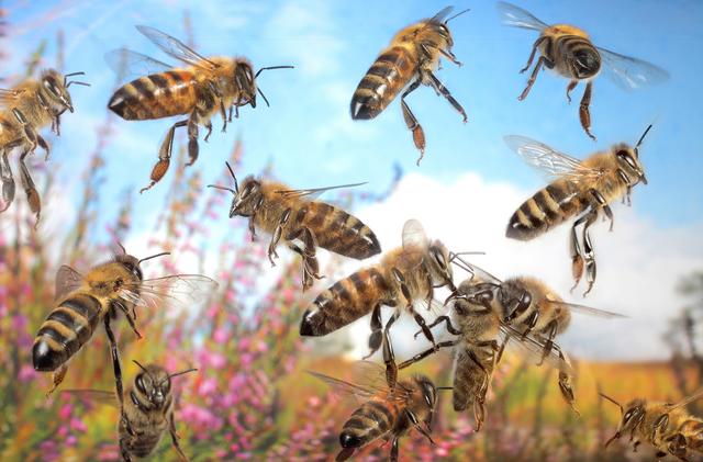 Peter Wiegel aus Buchholz | Foto: high-speed-studios.de