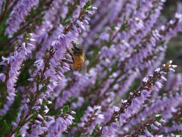 Franziska Faust aus Asendorf | Foto: Faust