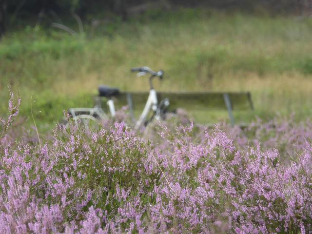 Susanne Bergmann | Foto: Bergmann