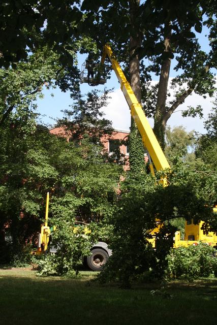 Die Reste des Baumes wurden fachmännisch zurückgeschnitten 