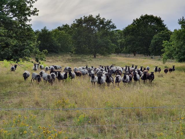 Moorschnucken sorgen dafür, dass das Gras kurz gehalten wird: Südlich von Stade fühlt man sich in die Lüneburger Heide versetzt | Foto: Carina Meyer / SMTG