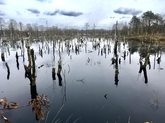 Das Hohe Moor bietet einen besonderen landschaftlichen Reiz | Foto: Sophie Hohmeister / SMTG
