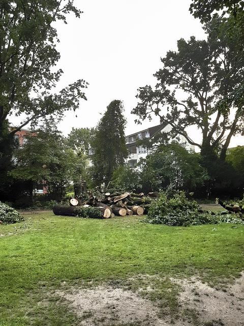 Am Dienstagmorgen lag der Baum gefällt im Rathauspark