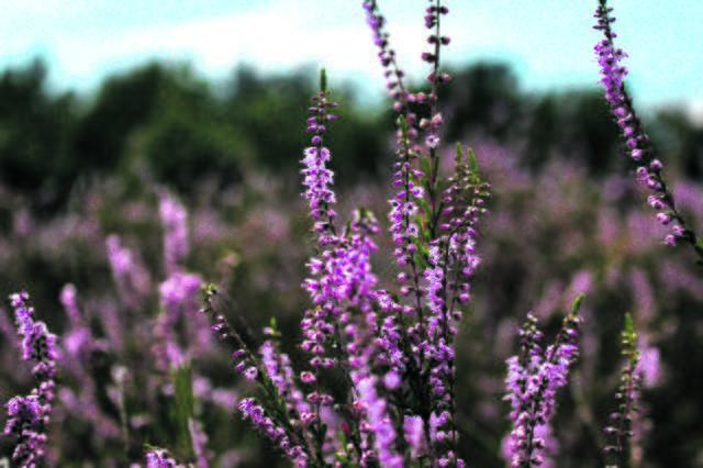 Elena Tiemann aus Stade | Foto: Tiemann