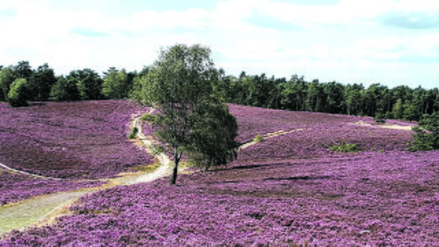 Janina Maseberg aus Sprötze | Foto: Maseberg