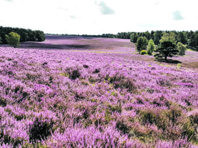 Susanne Alter aus Neu Wulmstorf | Foto: Alter