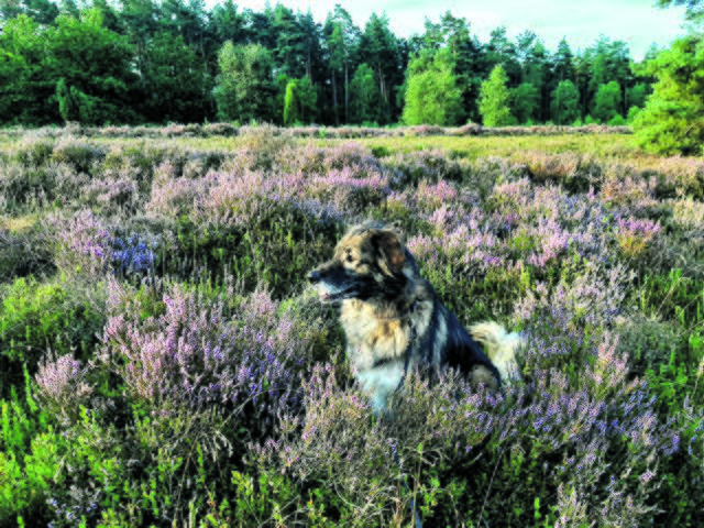 Daniela Vollmer aus Hanstedt | Foto: Vollmer