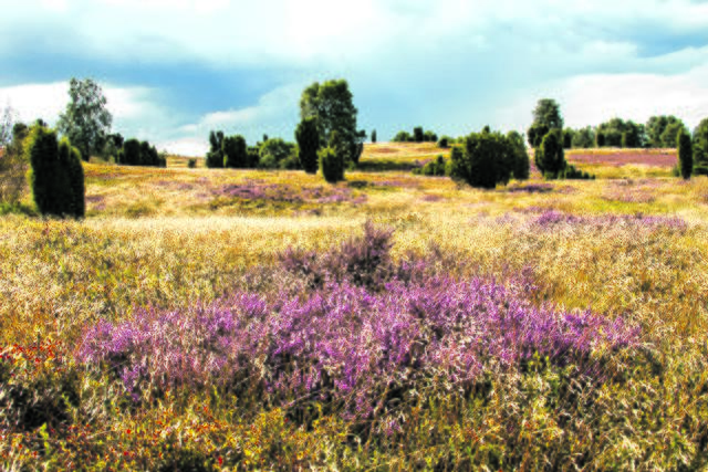 Dr. Ernst Sauer aus Hom-Seppensen | Foto: Sauer