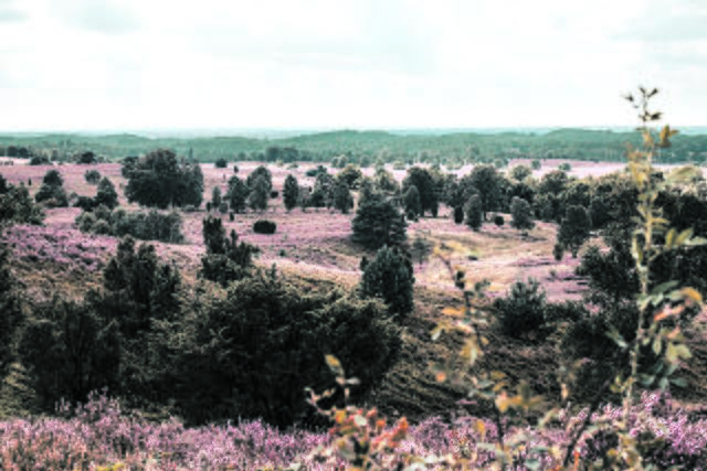 Jan-Hendrik Pahl  | Foto: Pahl