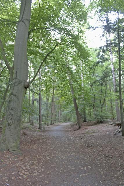 Der Friedwald im Neukloster Forst wird erweitert Fotos: tk