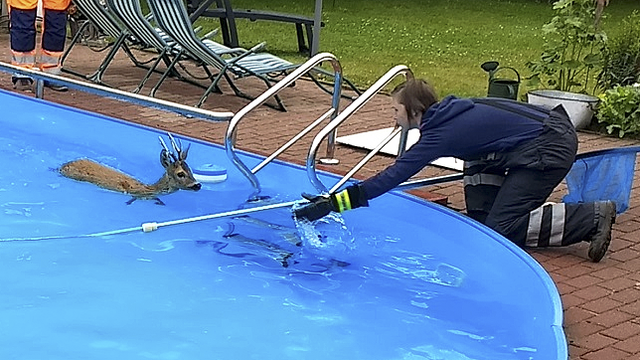 Dieser Einsatz sorgte für bundesweite Schlagzeilen: 2018 retteten die Kameraden ein Reh aus einem Pool 