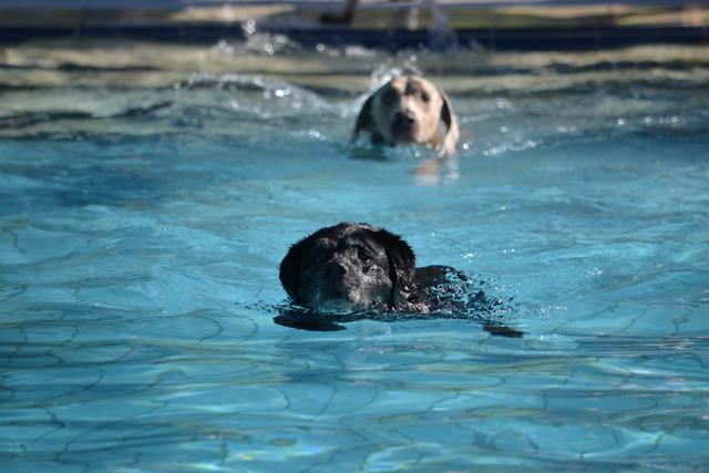 Ab ins Wasser! Das Jesteburger Freibad öffnet nur für Vierbeiner