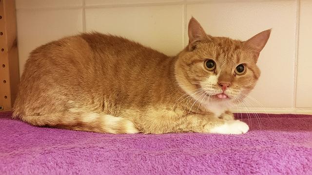 ... und Kater Brackelmann | Foto: Tierheim