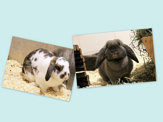 Werden vermittelt: die Kaninchen Camilla und Charly ... | Foto: Tierheim