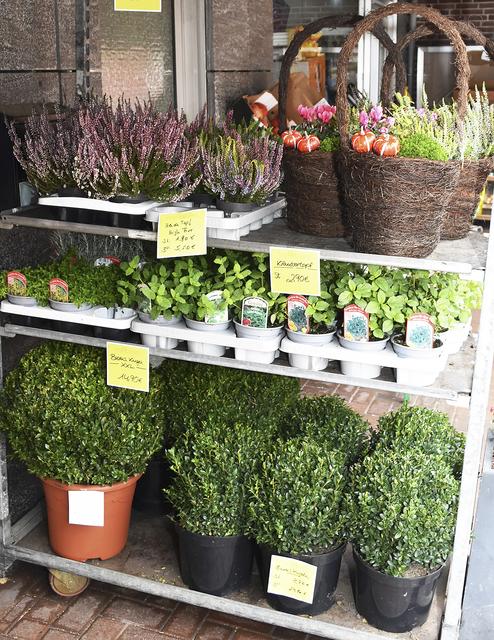 Vor dem Geschäft gibt es immer einen Rollcontainer mit diversen Pflanzen  | Foto: Axel-Holger Haase