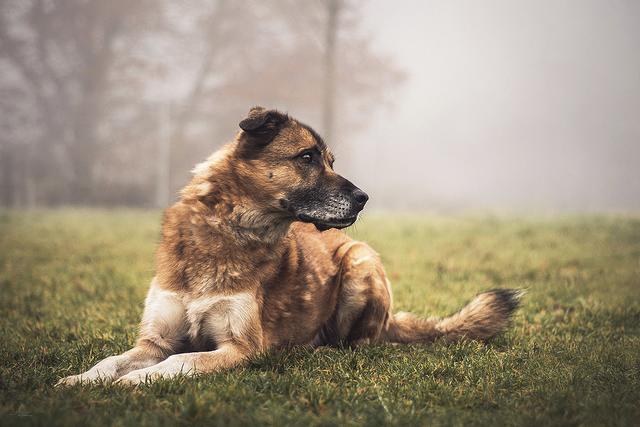 ... Schäferhundmischling Pascha ... | Foto: Tierheim