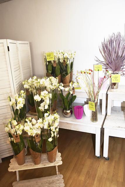 Große Orchideenpflanzen - günstiger bekommen Kunden diese Qualität in anderen Geschäften in Buchholz nicht | Foto: Axel-Holger Haase