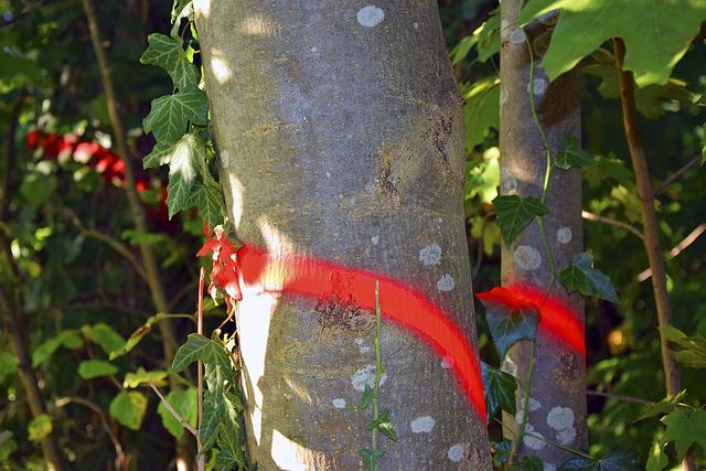 Rot Markierte Bäume entlang der Pastorenwiesen | Foto: ts
