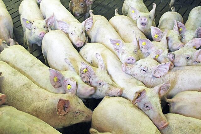 Ihr Verkauf wird für den Landwirt ein hohes Defizit bringen: die Schweine von Stefan Isermann | Foto: ce