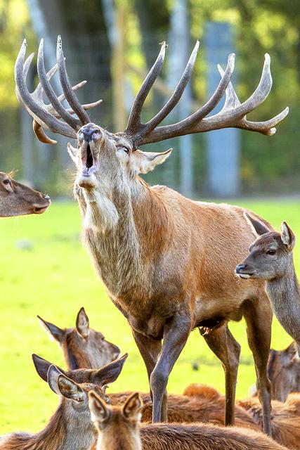 Die Hirsche im Wildpark Lüneburger Heide sind in der Brunft - ihr Röhren ist weithin zu hören Fotos: Wildpark Lüneburger Heide