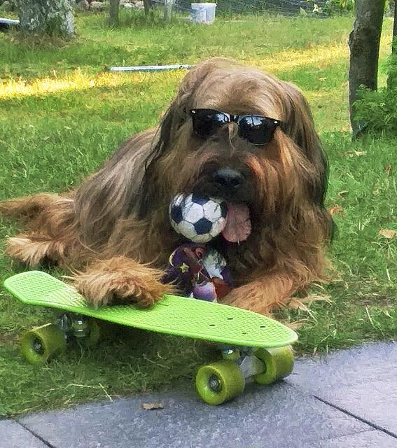 Briard-Rüde "Alonzo" (10) von Hannelore Wollenweber aus Seevetal als cooler Skater | Foto: Hannelore Wollenweber 