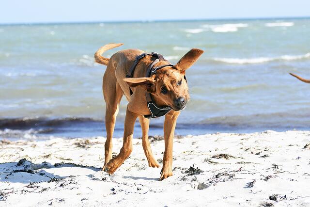 Rhodesian Ridgeback-Hündin "Paliessa" von Matthias Weiß und Susanne Perschau-Weiß aus Dohren beim Toben im Wind am Strand  | Foto: Susanne Perschau-Weiß 