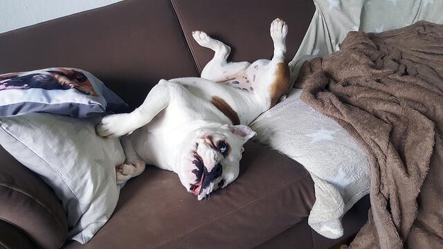 "Liselotte" ist die Englische Bulldogge von Thomas Ohsenbrügge aus Stade | Foto: Ohsenbrügge
