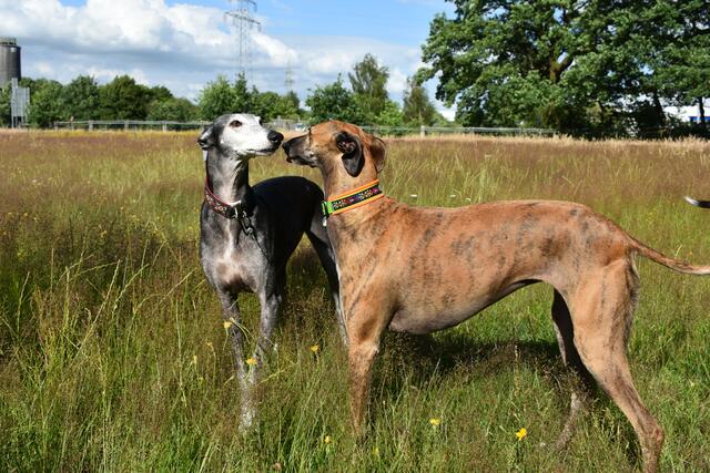 Die spanischen Windhunde "Tari" und "Rani" von Bärbel Gehrdau aus Winsen | Foto: Bärbel Gehrdau