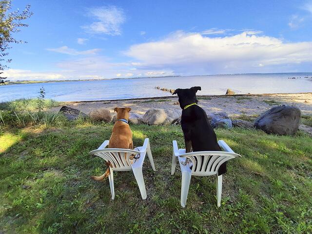 Die Hündinnen "Fenja" (li.) und "Luna" von Seda Kreye aus Buchholz blicken aufs Wasser | Foto: Seda Kreye