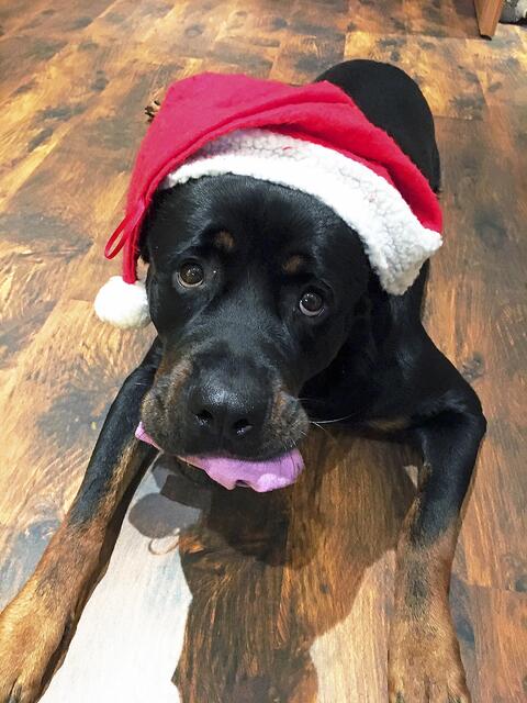  "Ist denn schon wieder Weihnachten?", scheint sich Rottweiler „Kuddel“ (4) von Familie Schröder aus Regesbostel zu fragen | Foto: Schröder