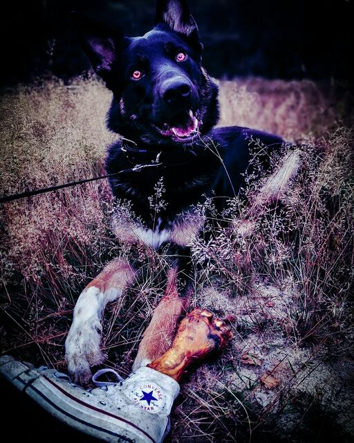 Keine Angst! "Bandit" (1) von Valeska Elster-Jung hat sich nur schon auf Halloween vorbereitet. "Passend zum Oktober und zu Halloween haben wir uns für ein besonderes Motiv entschieden. Keine Sorge, es ist niemand zu Schaden gekommen", schreibt sein Frauchen | Foto: Valeska Elster-Jung