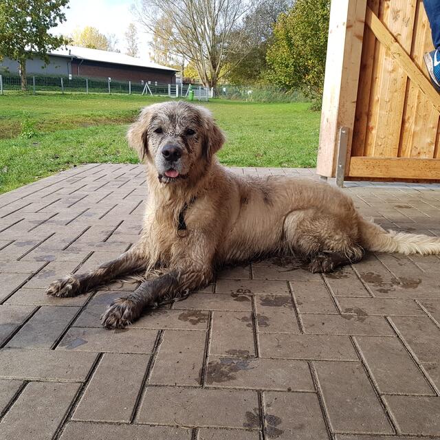 Golden Retriever "Linus" (4) von Sylke von Wensierski aus Mulsum denkt sicher: denkt sicher: „Was guckt ihr so? Ich hatte viel Spaß!" | Foto: Sylke von Wensierski